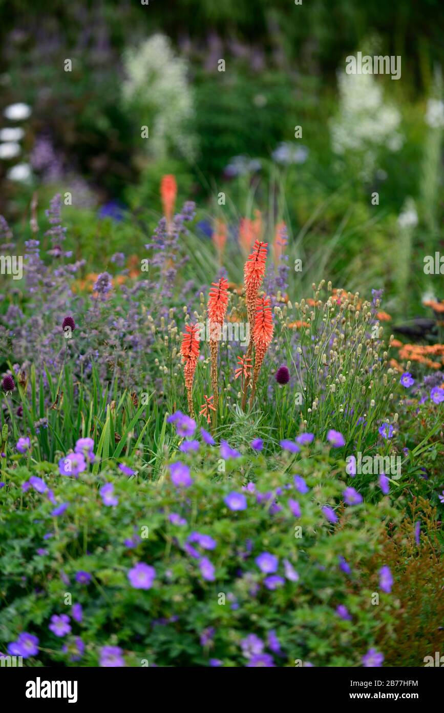 Bordure herbacée,mélange,mixte,plantation,vivaces,Kniphofia caulescens,poker chaud rouge,verbascum,géraniums,bordure mixte,fleurs bleu jaune orange,RM Flora Banque D'Images