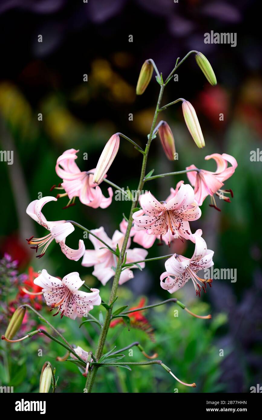 Lilium lancifolium saumon saveur, saumon rose pâle couleur tigre lily, lilas, bulbes, fleur d'été, floraison, fleurs, taches mouchetées, closeup, RM Floral Banque D'Images