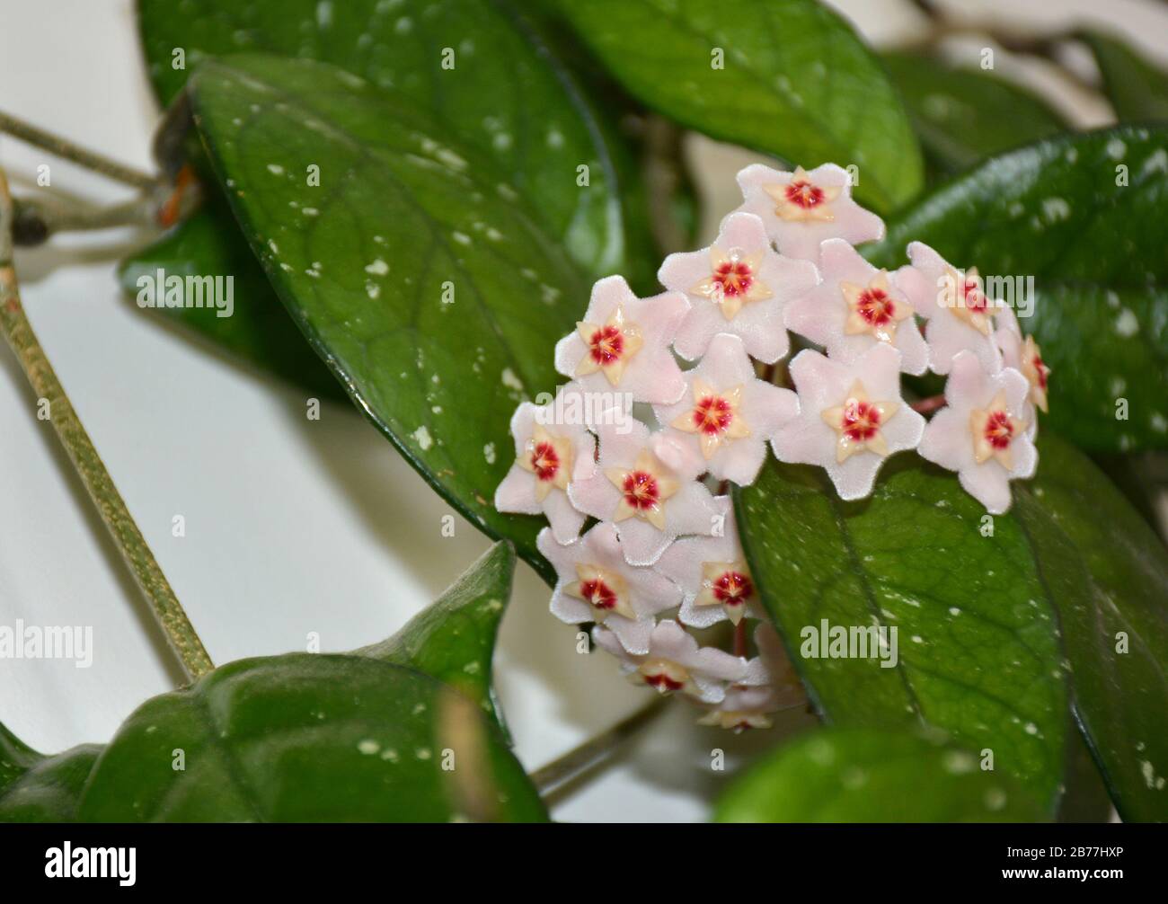 Fleur de Hoya carnosa. Fleur en porcelaine ou usine de cire. Boutons de fleurs de Hoya carnosa avant la floraison. Feuilles cirées attrayantes et fleurs sucrées Banque D'Images