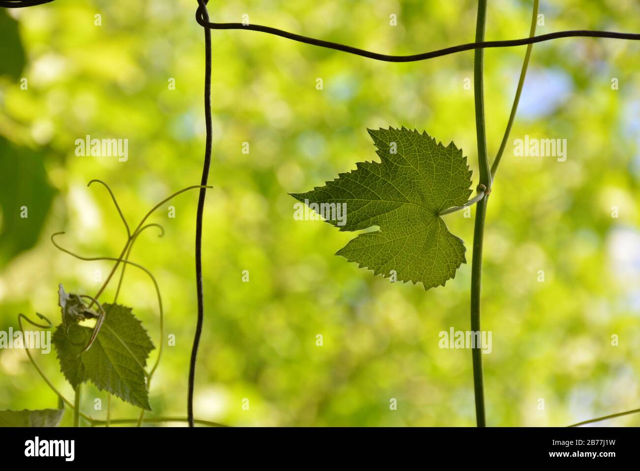 Raisins verts poussant sur les vignes.unmûrs, jeunes raisins de vin dans le vignoble, début d'été. Bouquet de raisins verts non mûrs avec feuilles. Banque D'Images