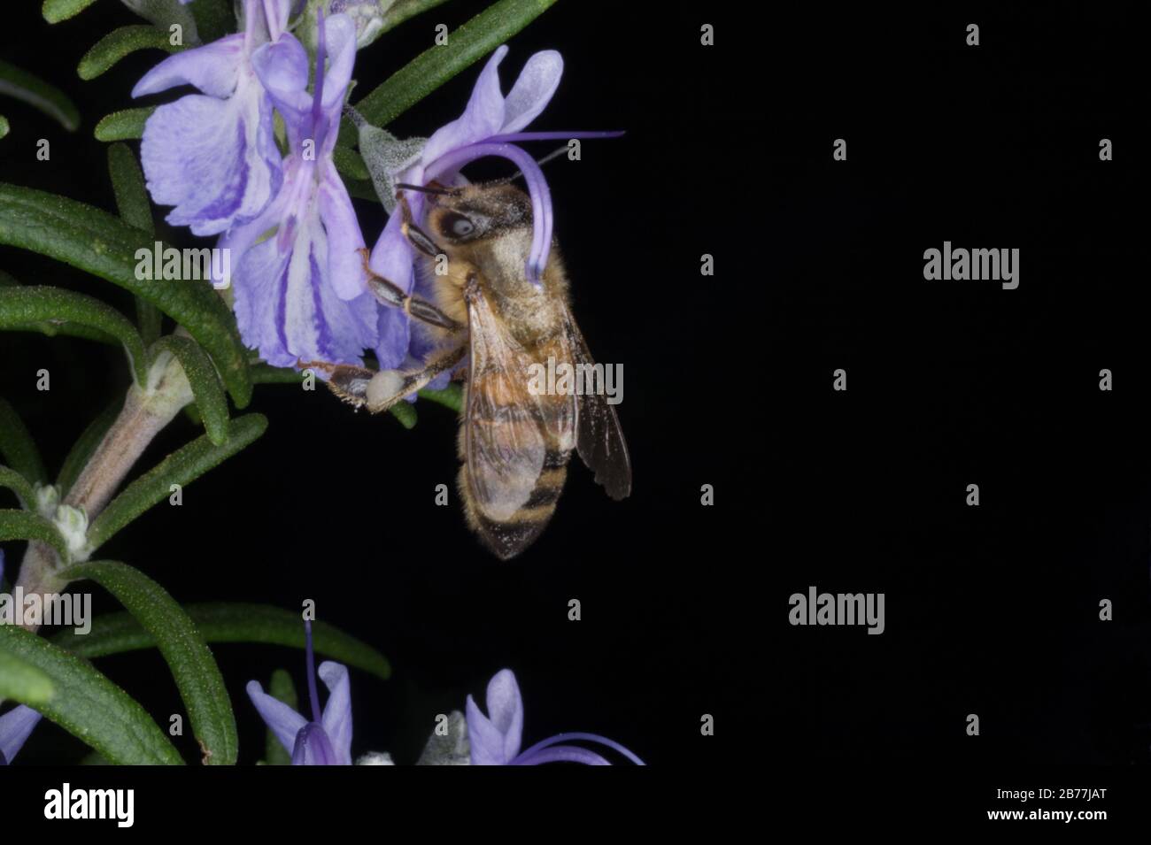 Pollinisation de l'abeille au miel fleurs de plantes au romarin Banque D'Images