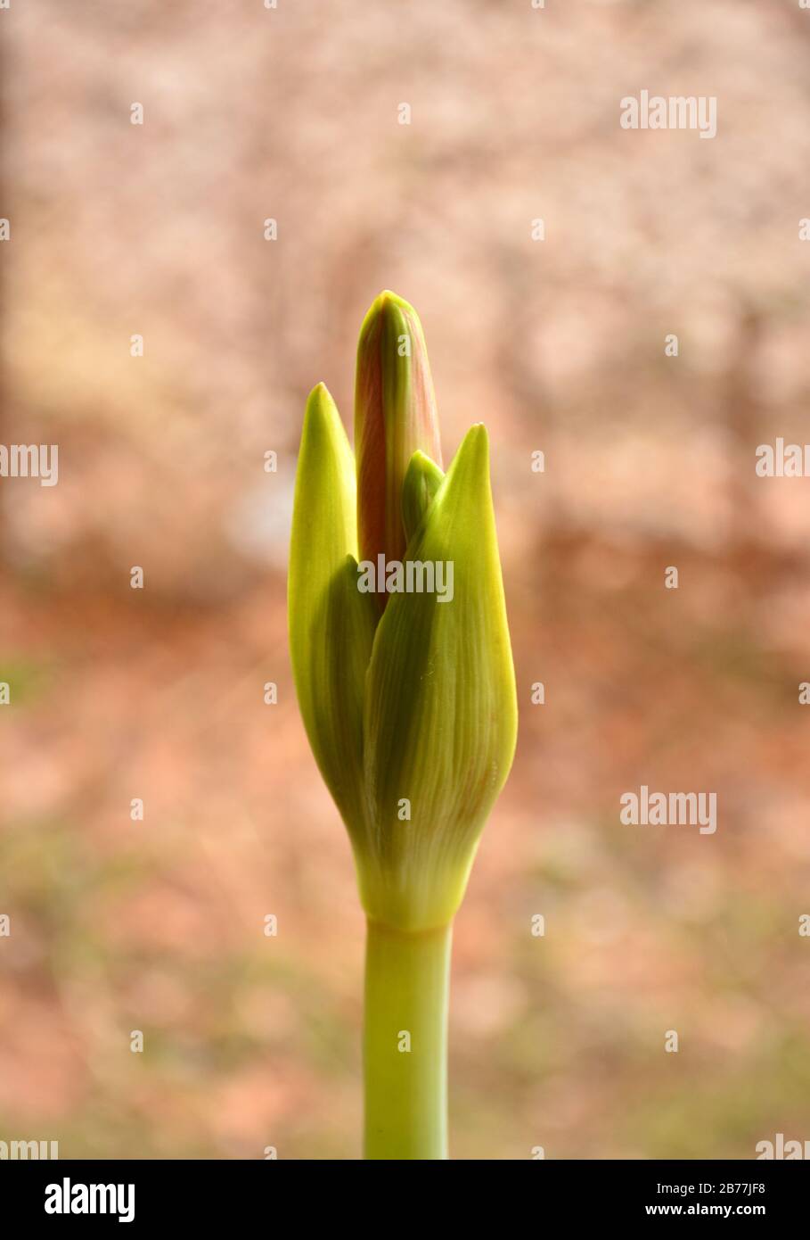 Fleur rouge d'Hippeastrum. Fleur maison. La fleur d'Hippeastrum ou d'Amaryllis fleurit. Fleurs de lilas. Bourgeons verts non soufflés de fleurs. Belle maison. Banque D'Images