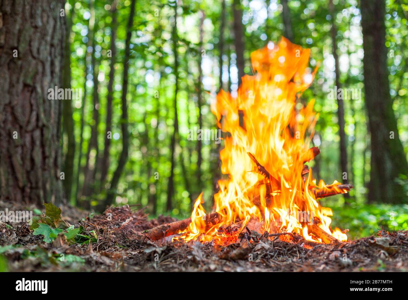 Flammes rouges chaudes de feu de joie dans le bois d'automne. L'endroit pour la méditation et la relaxation après la marche dans la forêt. Banque D'Images Flammes rouges chaudes de feu de joie dans le bois d'automne. L'endroit pour la méditation et la relaxation après la marche dans la forêt. Banque D'Images