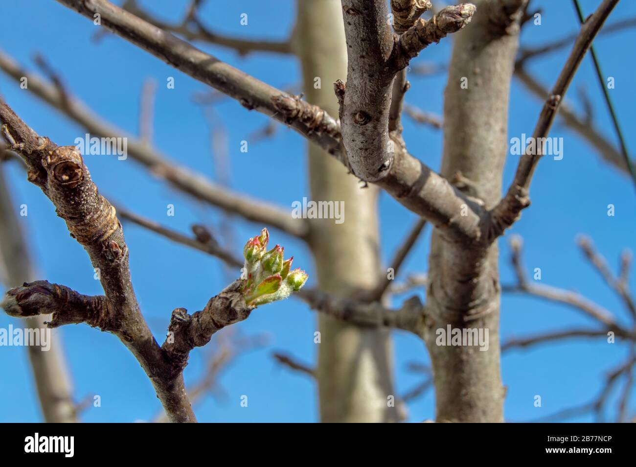 La renaissance de petites pousses/bourgeons sur le pommier pour devenir plus tard de belles fleurs et donner place à la merveilleuse et savoureuse fruit qui est la pomme. Banque D'Images