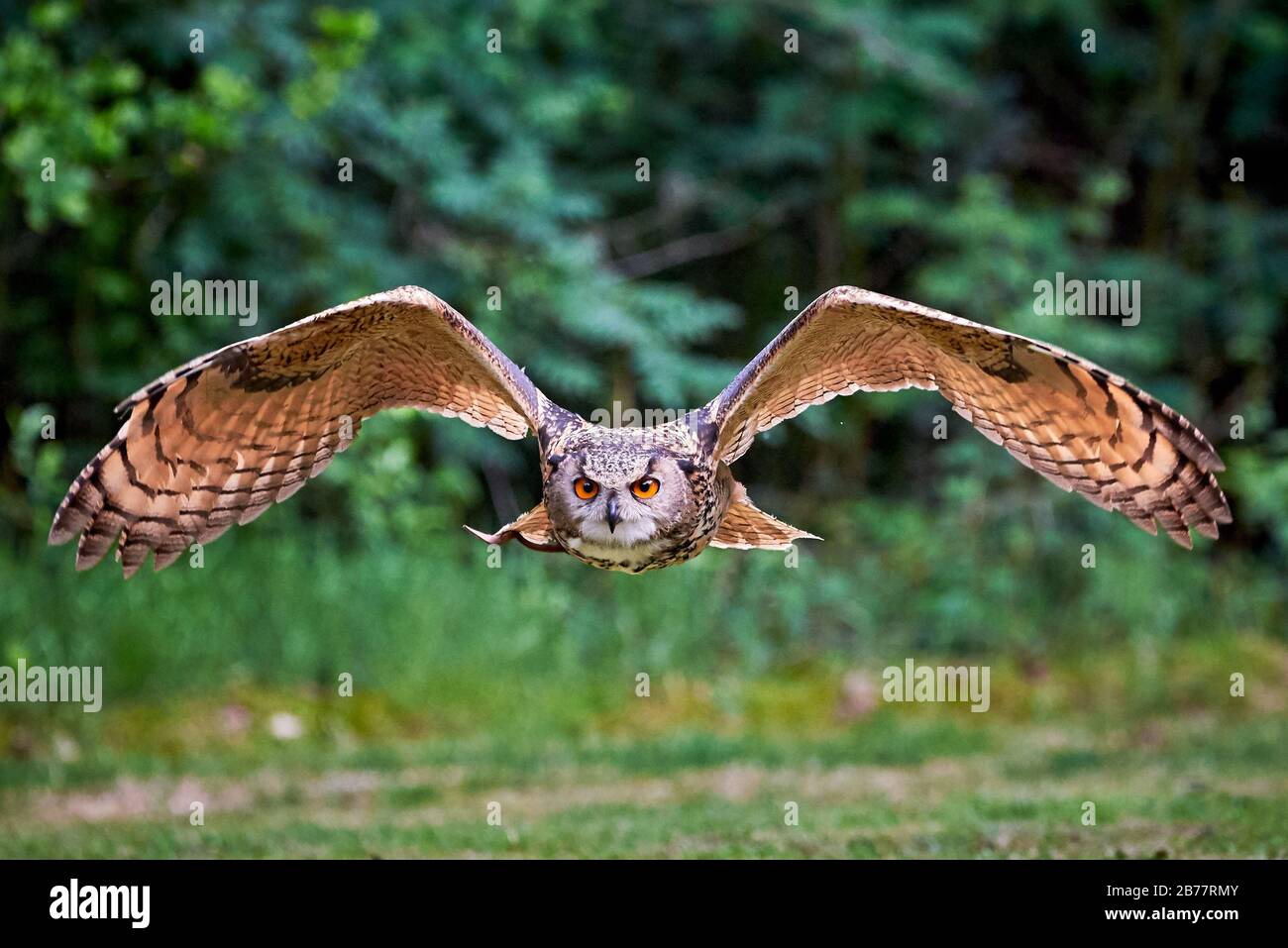 Aigle-Owl eurasien en vol ( Bubo bubo ) Falconry Banque D'Images
