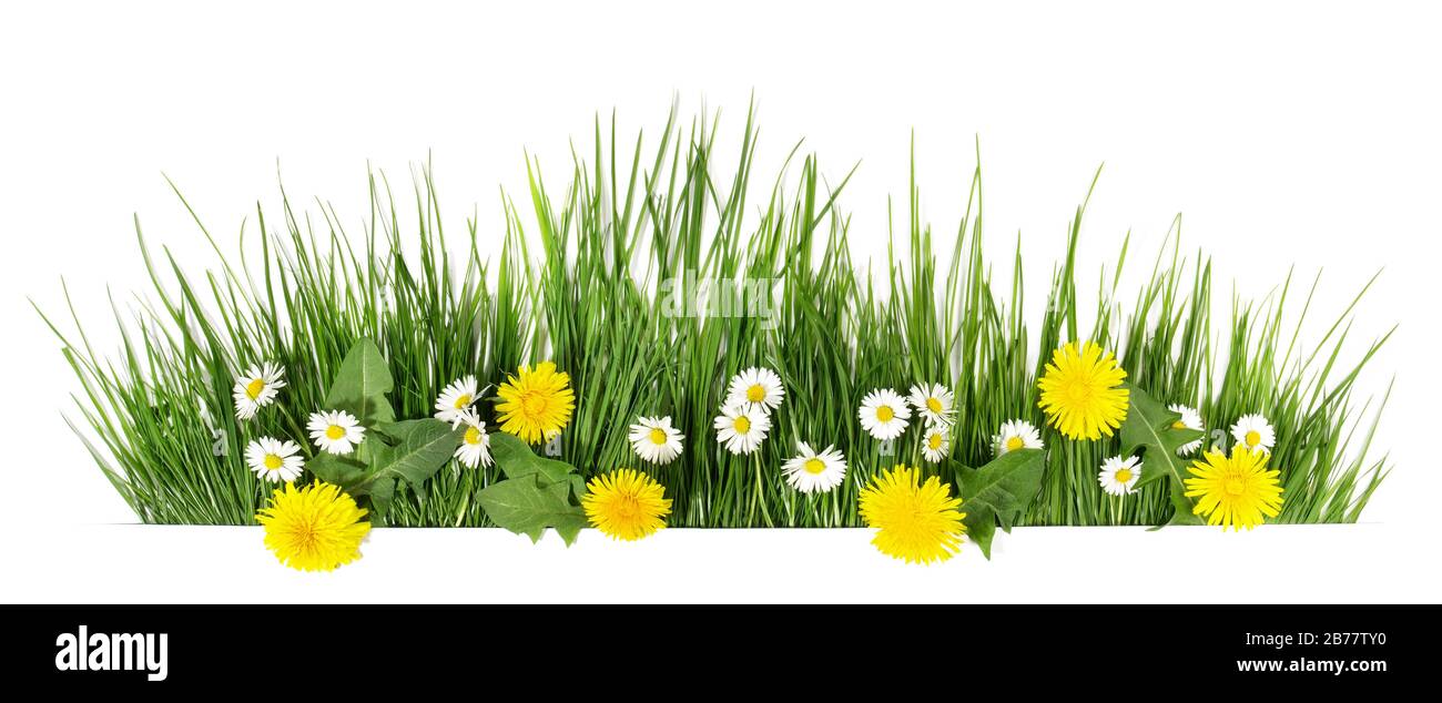 Herbe de printemps avec fleurs de Marguerite et de pissenlit isolées sur blanc - Panorama Banque D'Images