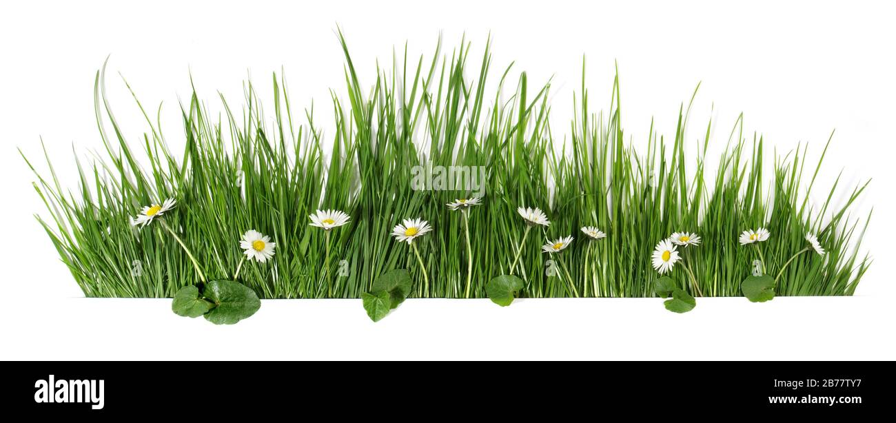 Herbe de printemps avec fleurs de Marguerite isolée sur blanc - Panorama Banque D'Images