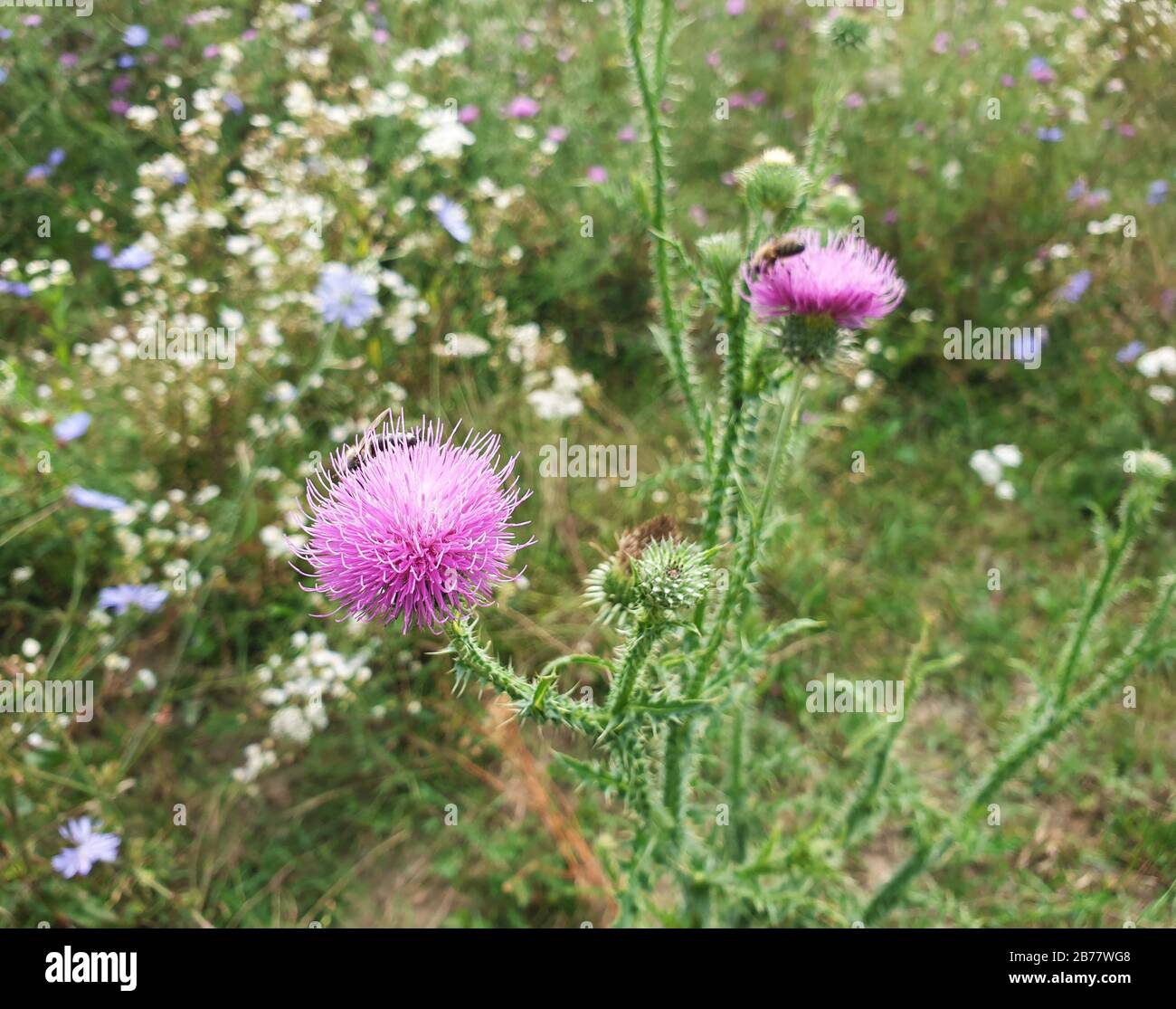 Têtes fleuries fleuries de chardon. Contexte de la nature. Banque D'Images