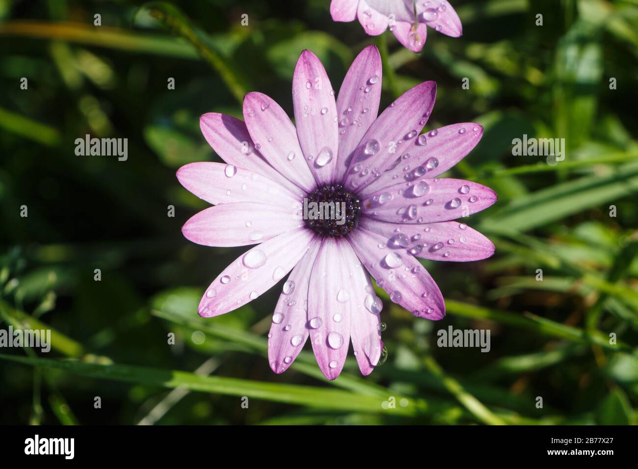 Fleur pourpre d'Osteospermum avec des gouttes de Dewdrops dans un jardin pendant le printemps Banque D'Images