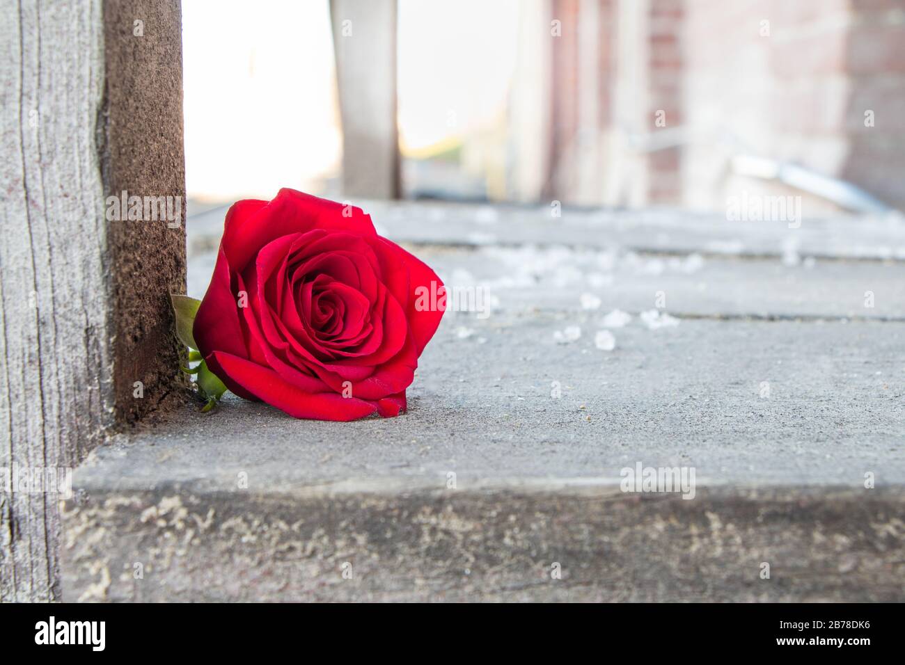 Rose rouge unique contre plate-forme en bois rugueux Banque D'Images