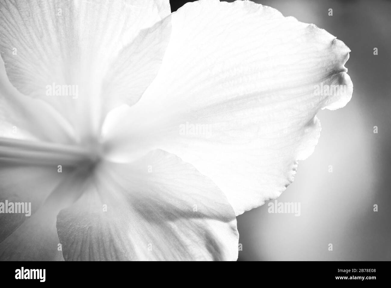 macro photographie de pétale de fleur et de tige de façon abstraite créative, avec des feuilles en noir et blanc, monochrome style Banque D'Images