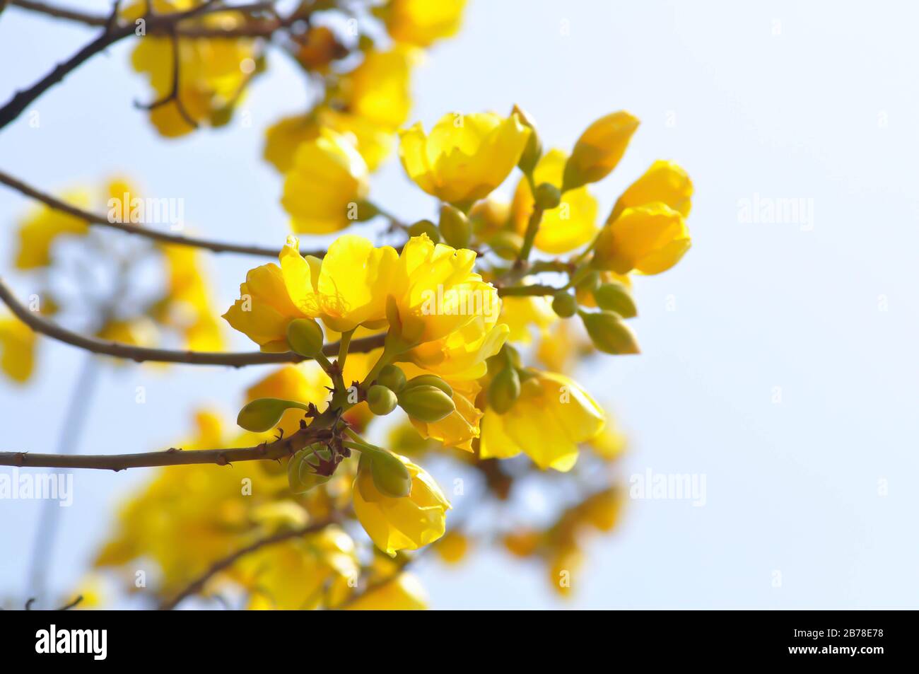 Coton jaune, arbre en soie ou COCHLOSPERMACEAE Banque D'Images