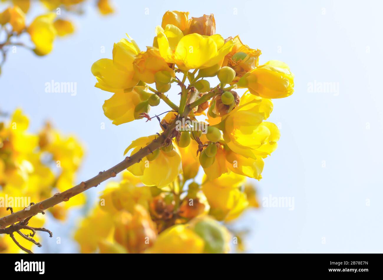 Coton jaune, arbre en soie ou COCHLOSPERMACEAE Banque D'Images