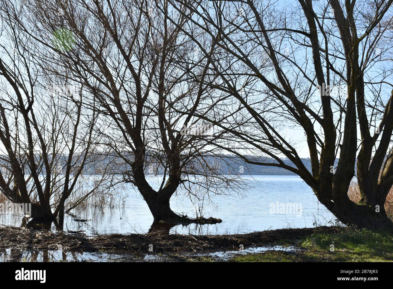 Vue sur le lac et trois arbres Banque D'Images