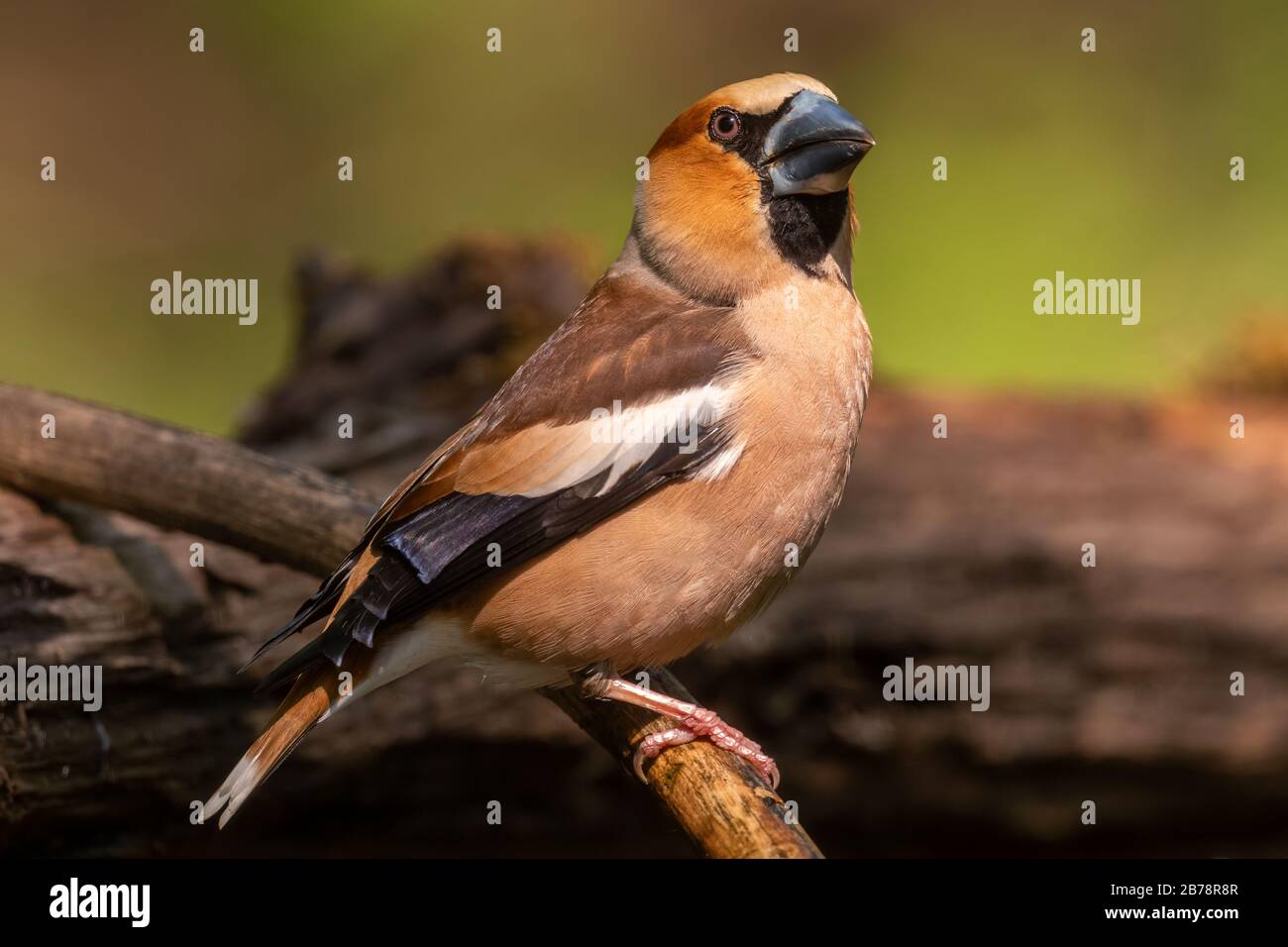 Hawfinch - Coccothraustes coccothraustes, magnifique oiseau perché de couleur des forêts du Vieux monde, Hortobagy, Hongrie. Banque D'Images