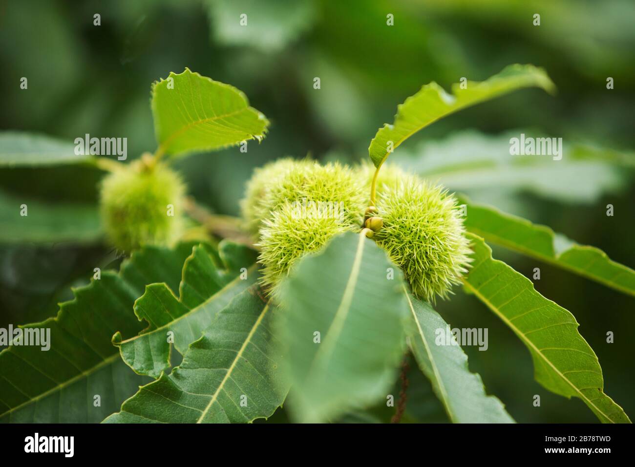 Châtaignes (castanea sativa) Dans leur coquille de pickly sur l'arbre à Tatton Park Cheshire Angleterre Royaume-Uni Banque D'Images