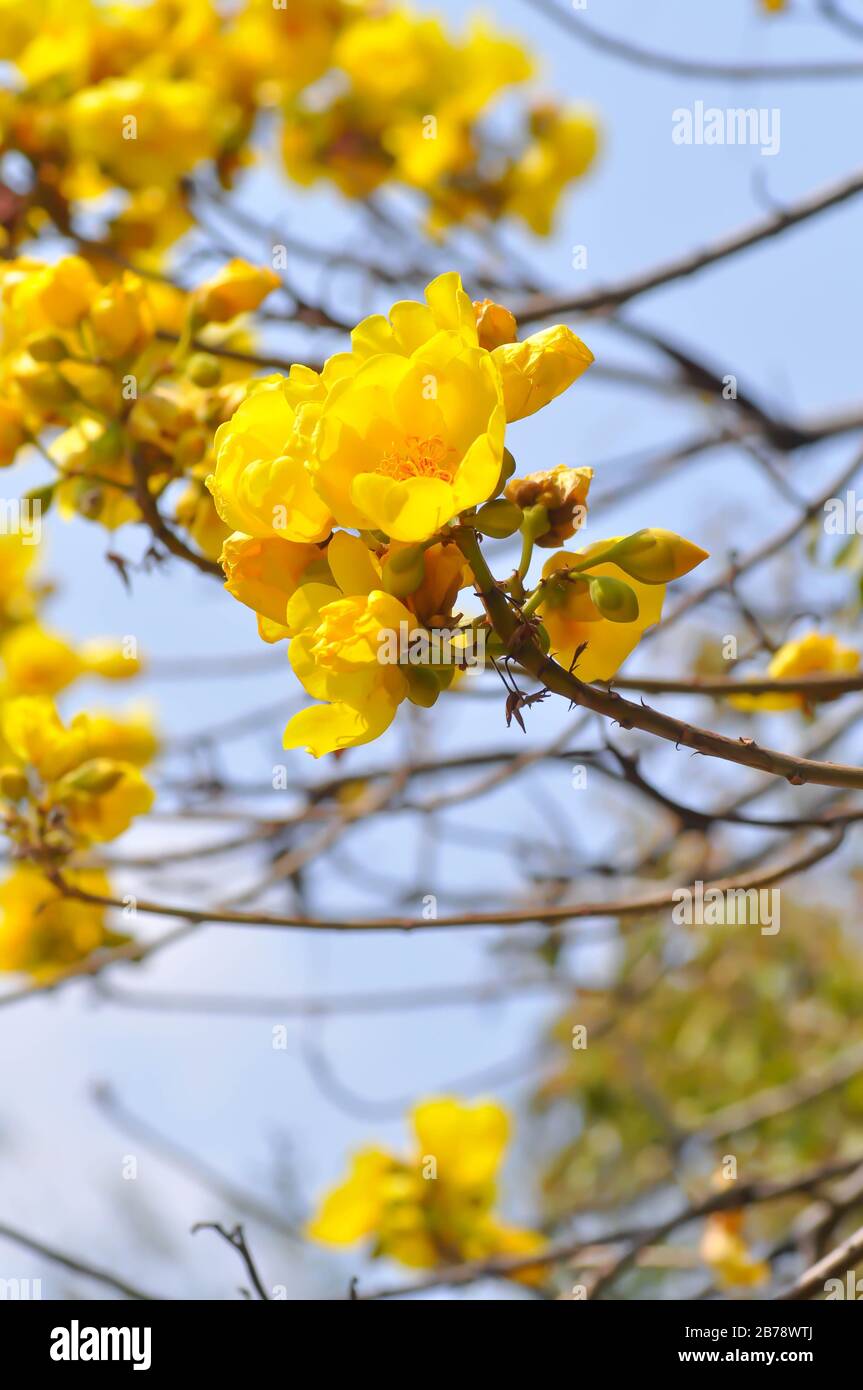 Coton jaune, arbre en soie ou COCHLOSPERMACEAE Banque D'Images