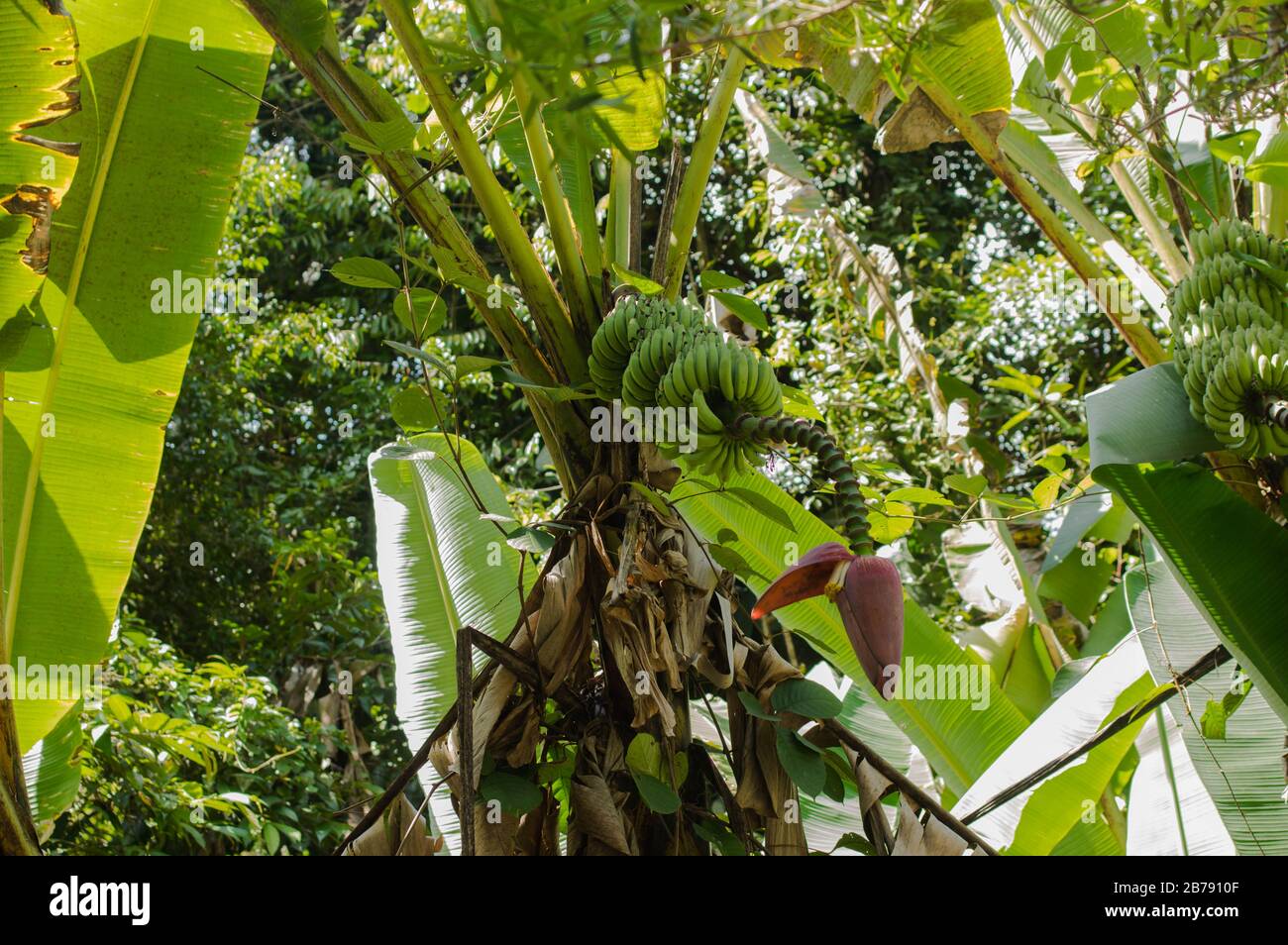 Fruits de banane dans la jungle de Sarawak, Malaisie. Banque D'Images