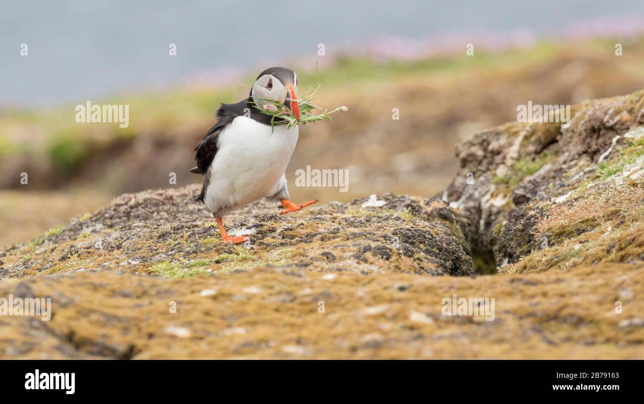 Promenade dans le macareux de l'Atlantique avec du matériel de nidification dans Bill, Fair Isle, Shetland, Écosse, Royaume-Uni Banque D'Images