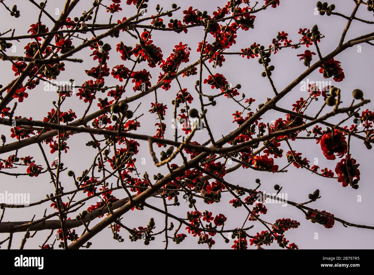 Une image de l'arbre Banque D'Images Une image de l'arbre Banque D'Images