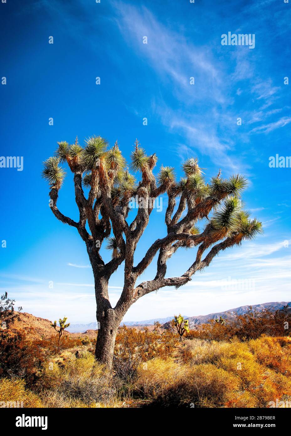Les arbres de Joshua sont les plantes caractéristiques dans le paysage du parc national de Joshua Tree, en Californie. Banque D'Images
