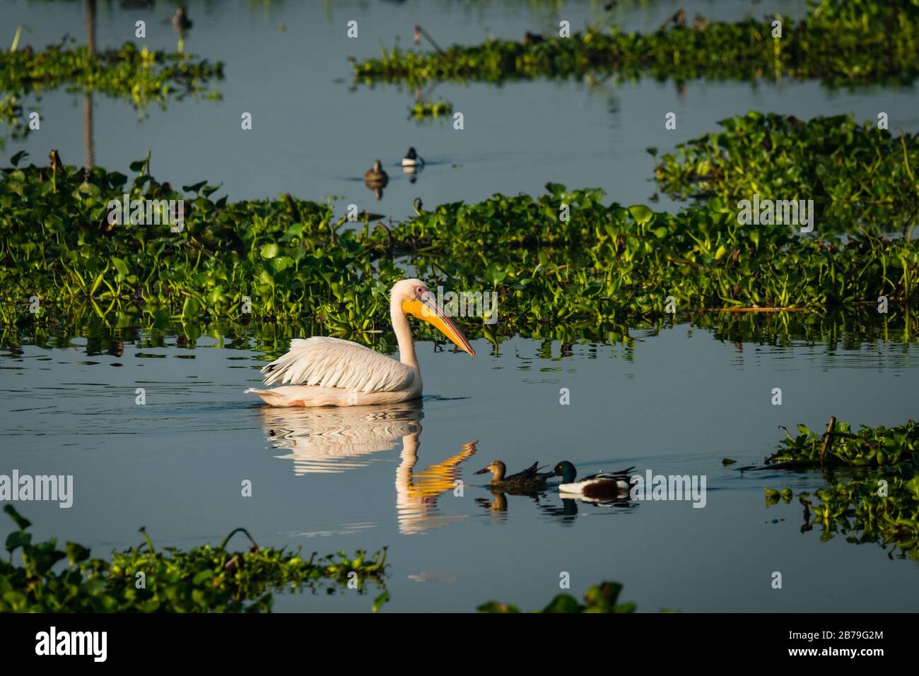 Super pélican blanc nain dans le lac pour trouver des zoos le matin Banque D'Images