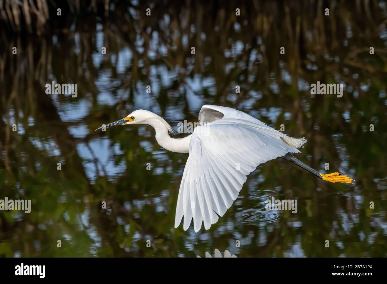 Un Snowy Egret (Egretta thula) survolant l'eau dans la réserve naturelle nationale de l'île Merritt, Floride, États-Unis. Banque D'Images