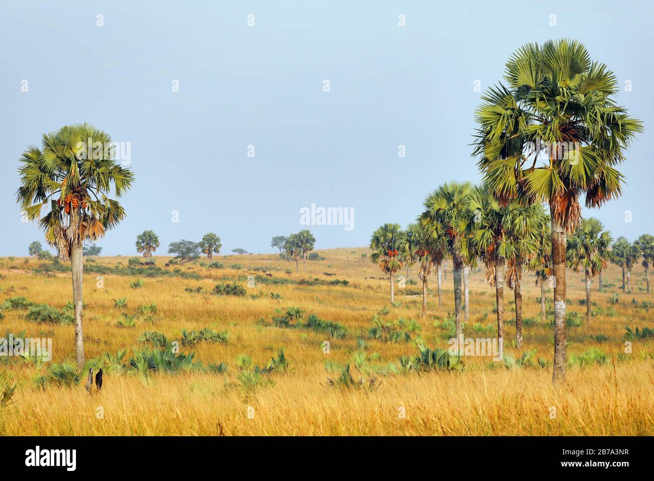 Paysage avec palmiers au parc national de Murchison Falls, Ouganda Banque D'Images