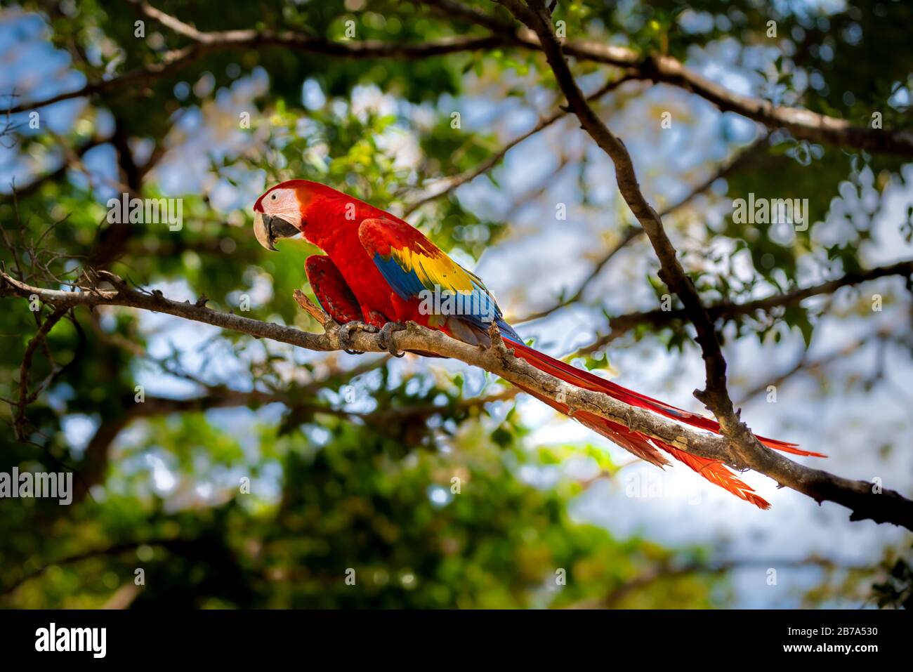Images de scarilet macaw prises à Azuero Panama Banque D'Images