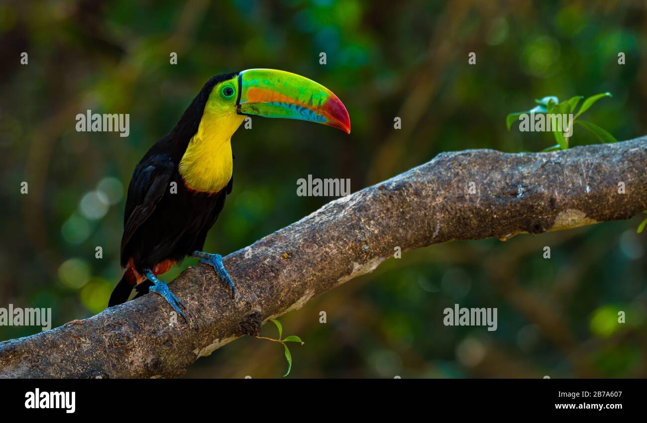 Le toucan facturé à la quille est également connu sous le nom de toucan facturé à l'arc-en-ciel perché sur une branche d'arbres Banque D'Images