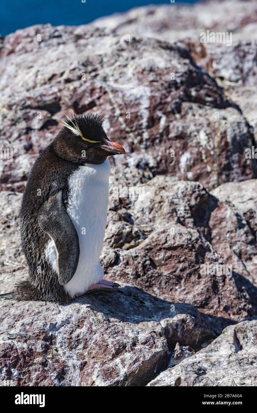 Pingouin de rockhopper, Isla Pinguino, Puerto Deseado, Patagonia Argentine Banque D'Images