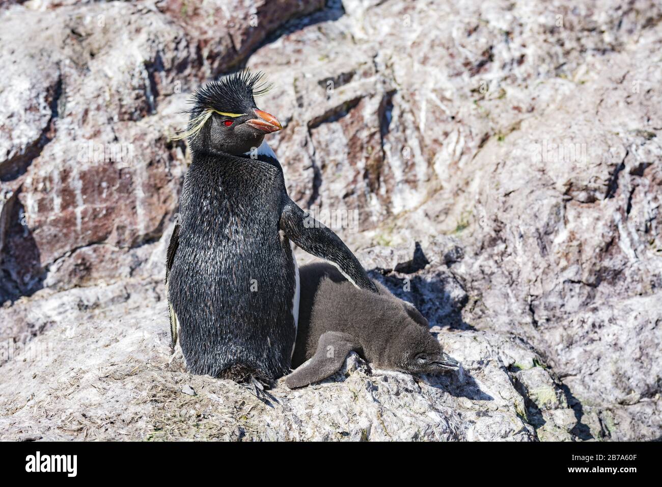 Soins parentaux, Isla Pinguino, Puerto Deseado, Patagonia Argentine Banque D'Images