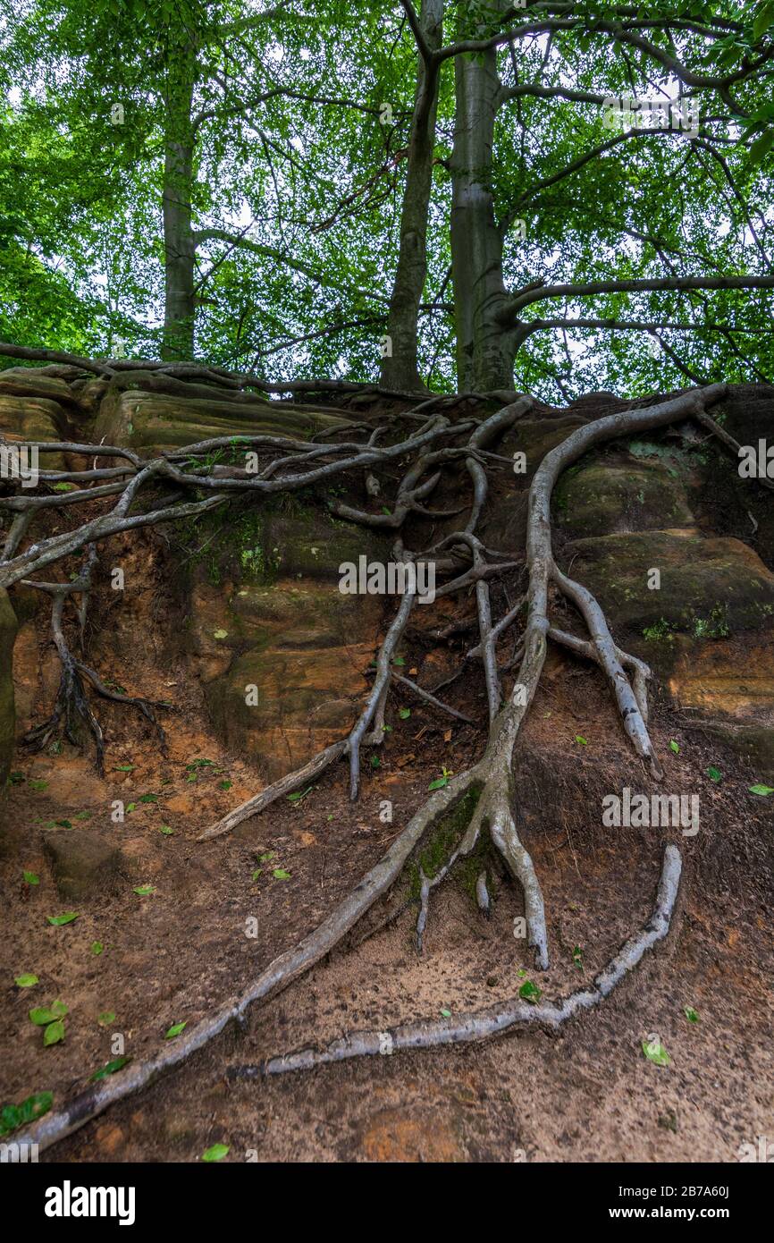 Un arbre surcultivé avec de la mousse et des racines dans la Suisse saxonne en journée nuageux Banque D'Images