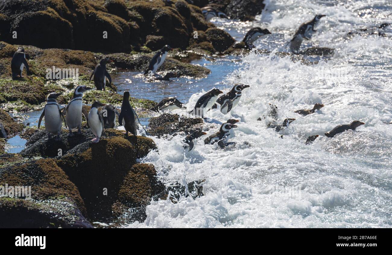 Les pingouins vont pêcher, Isla Pinguino, Puerto deseado, Patagonia Argentine Banque D'Images