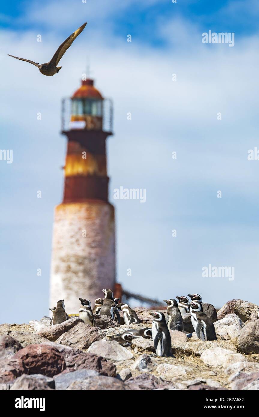 Pingouins magellaniques avec phare, Isla Pinguino, Puerto deseado, Patagonia Argentine Banque D'Images