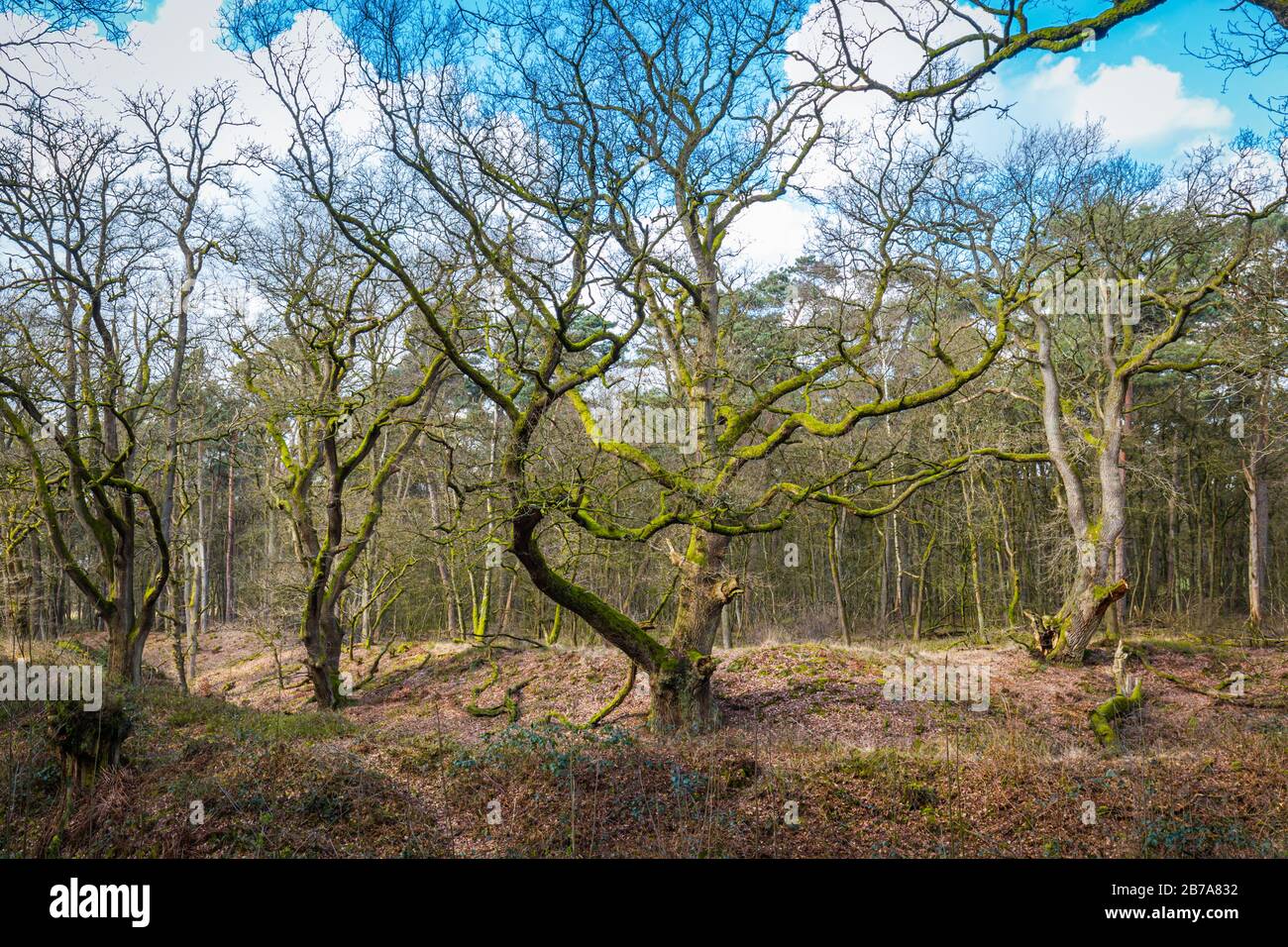 Les vieux chênes appelés Woodansoaks ou dansant des arbres le long du ruisseau Heelsutsche dans la région de momument de la nature de Wolfhezer à Gelderland, Pays-Bas Banque D'Images