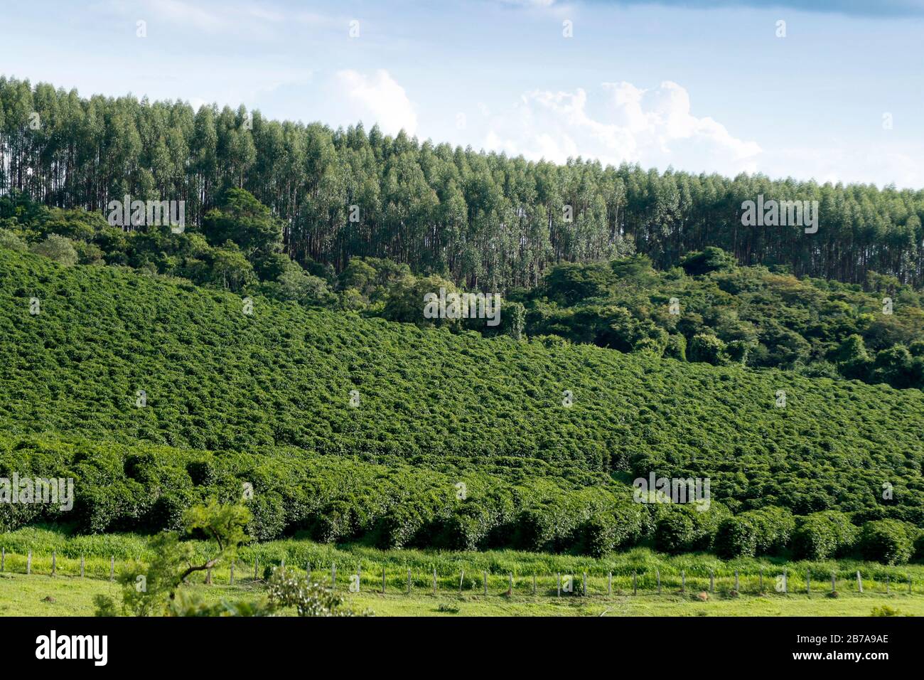 Ferme avec vue sur la plantation de café - Café à la ferme Brésil - Cafe do Brasil Banque D'Images