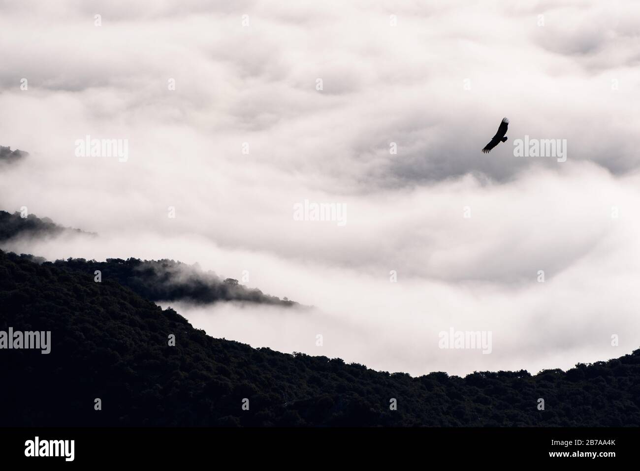 Vautour volant dans les Pyrénées (chaîne de Montsec, Pyrénées, Catalogne, Espagne) ESP: Buître leonado volando en la Sierra del Montsec (Lérida, Cataluña) Banque D'Images