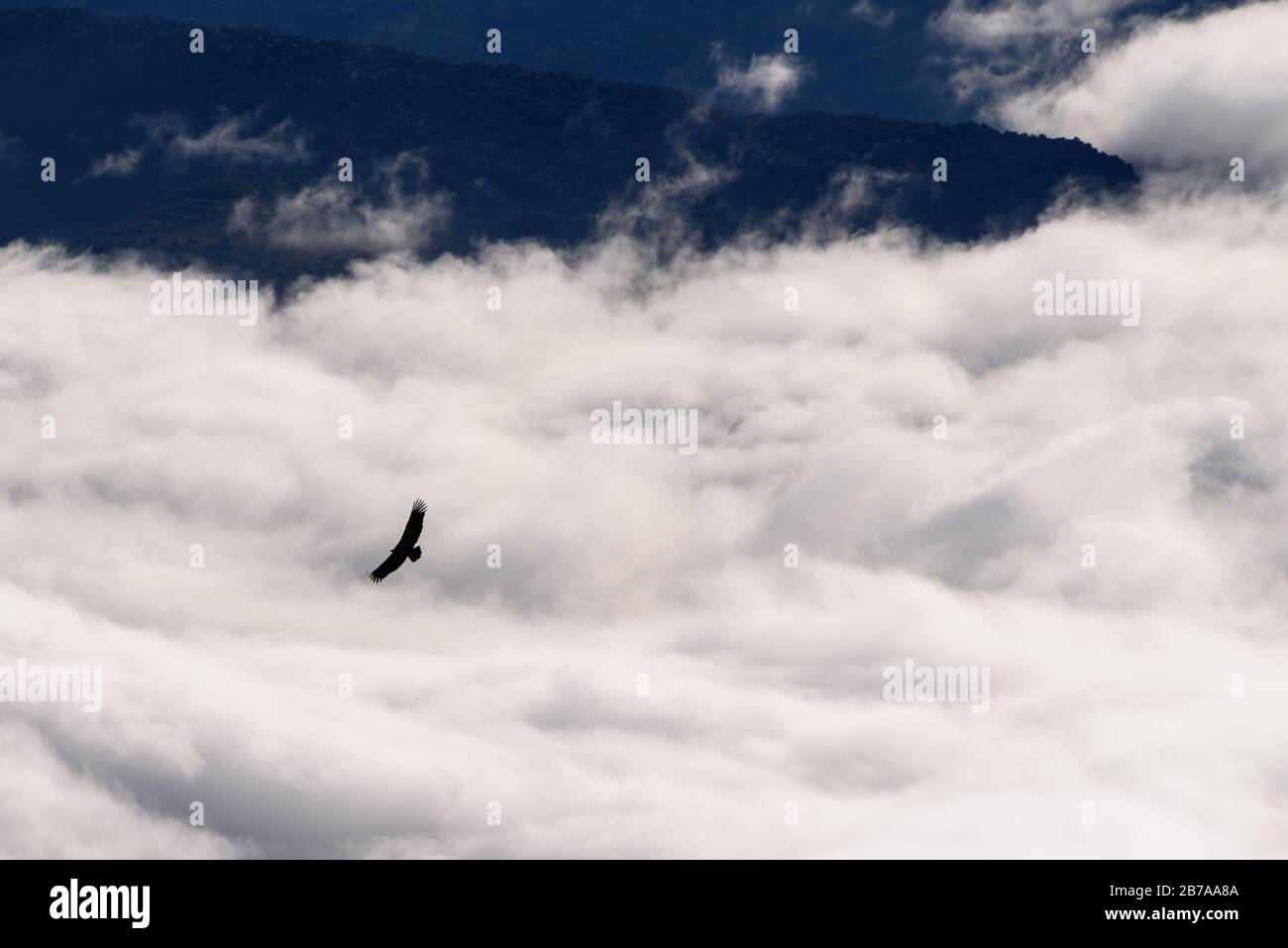 Vautour volant dans les Pyrénées (chaîne de Montsec, Pyrénées, Catalogne, Espagne) ESP: Buître leonado volando en la Sierra del Montsec (Lérida, Cataluña) Banque D'Images