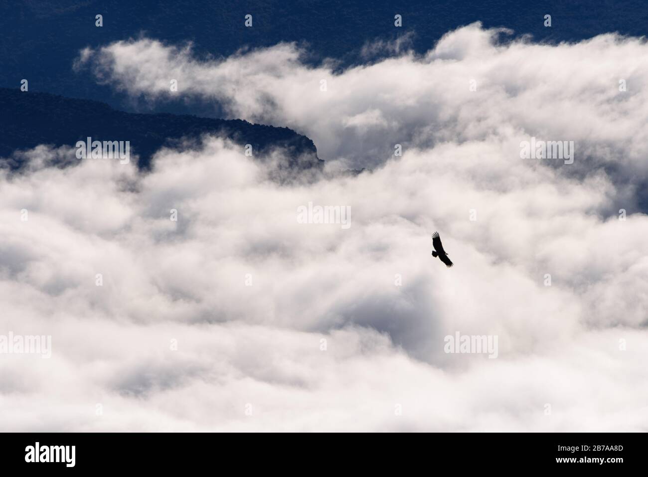 Vautour volant dans les Pyrénées (chaîne de Montsec, Pyrénées, Catalogne, Espagne) ESP: Buître leonado volando en la Sierra del Montsec (Lérida, Cataluña) Banque D'Images