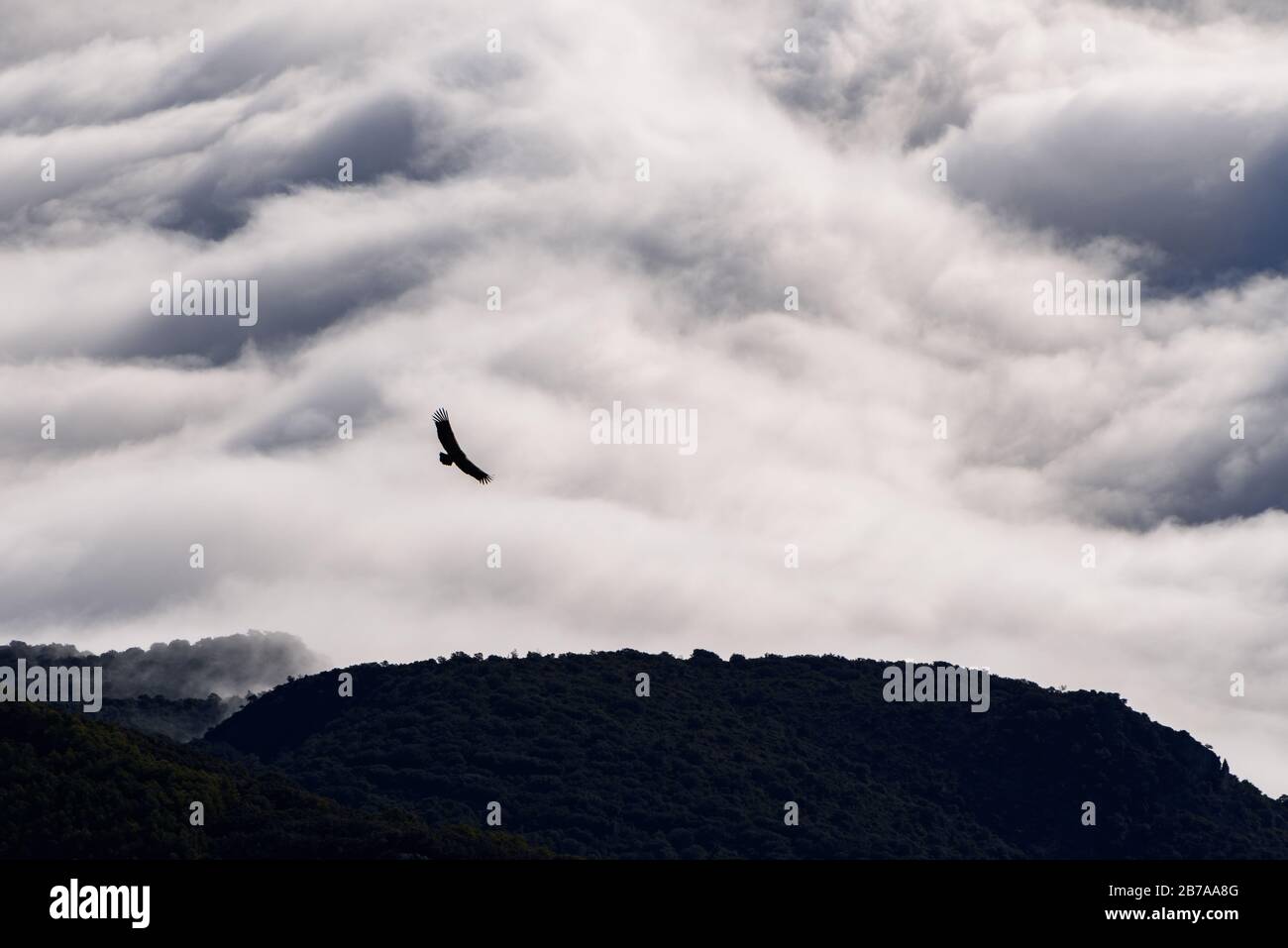 Vautour volant dans les Pyrénées (chaîne de Montsec, Pyrénées, Catalogne, Espagne) ESP: Buître leonado volando en la Sierra del Montsec (Lérida, Cataluña) Banque D'Images