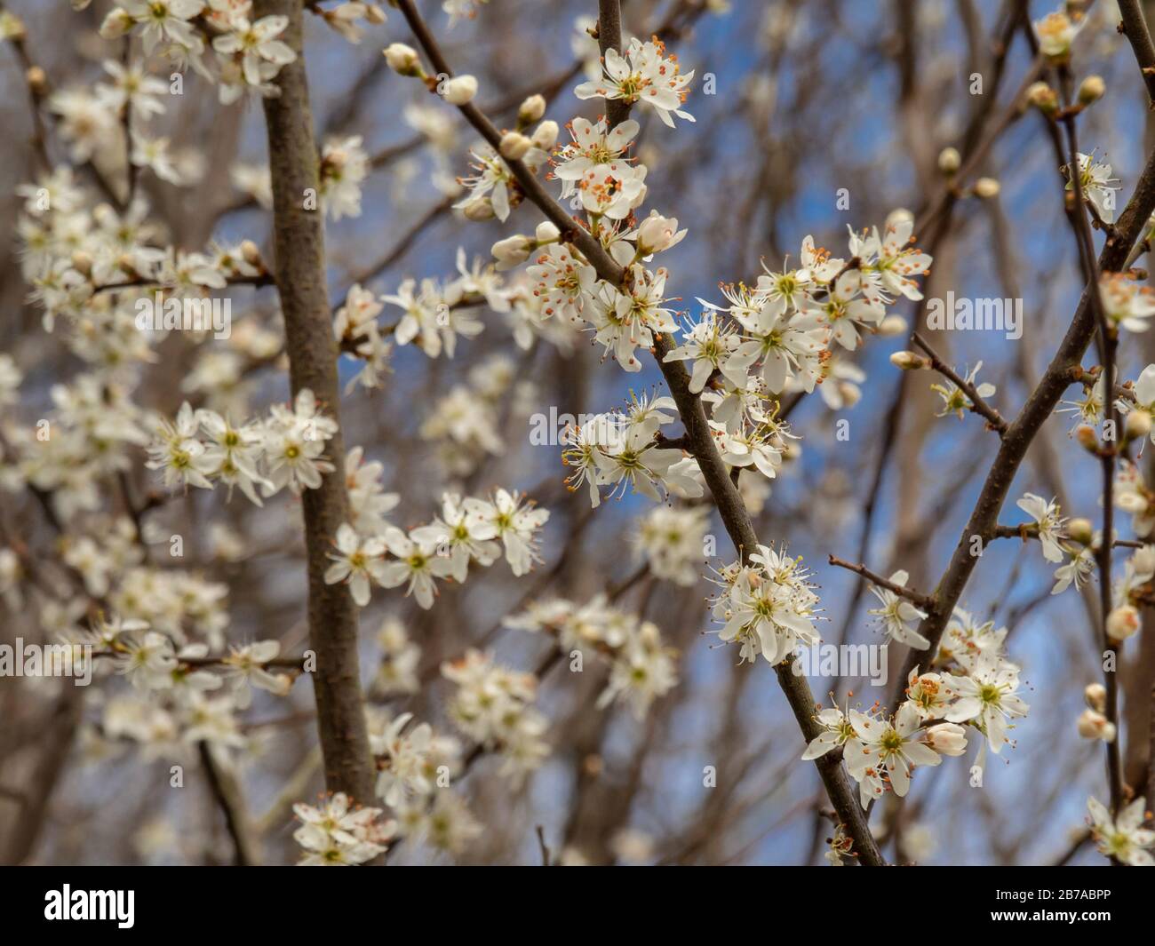 Jolie fleur blanche sur un arbre à argousier, Prunus spinosa, au début du printemps Banque D'Images