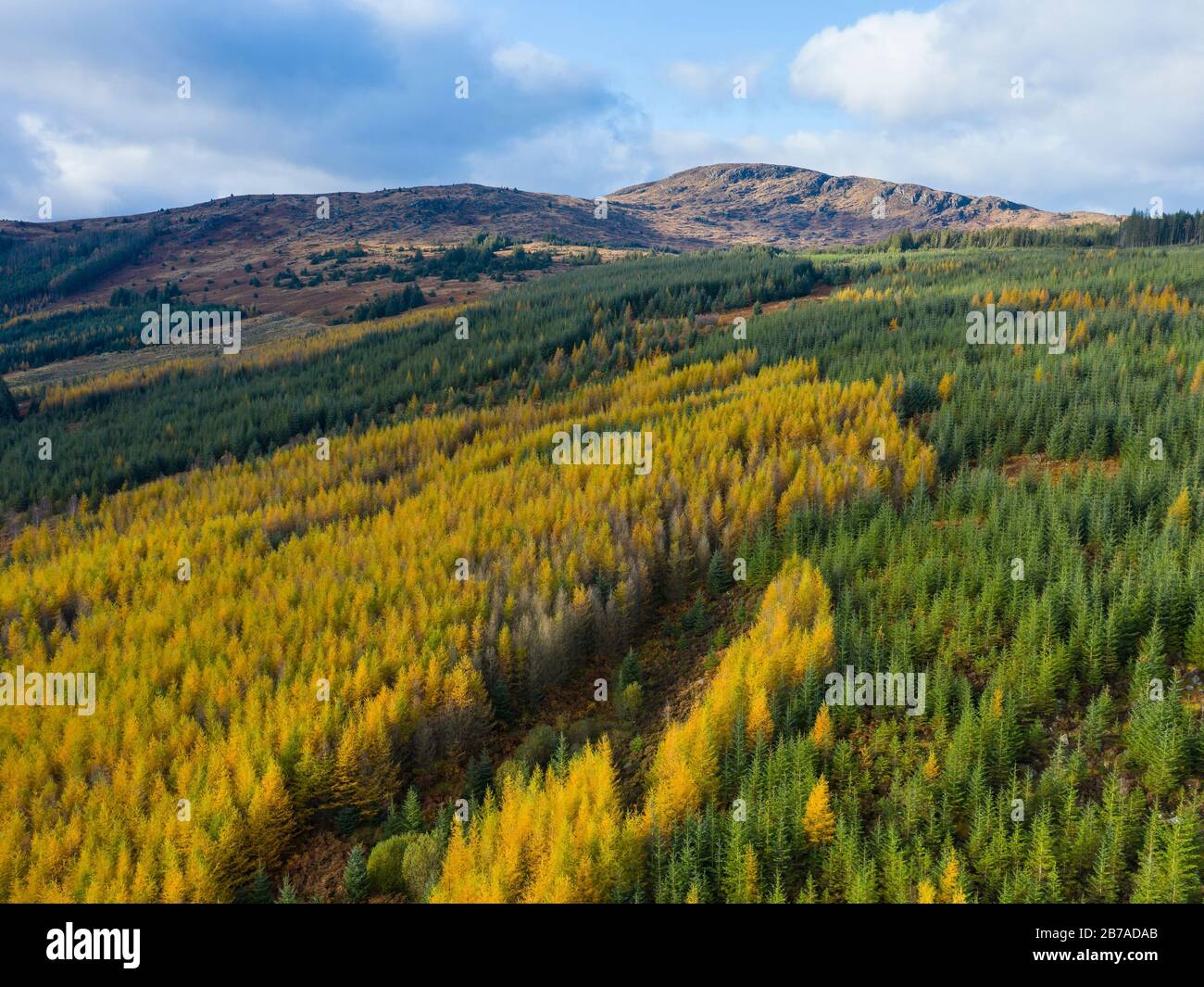 Vue aérienne sur les mélèzes et les épinettes en automne, Galloway Forest, Dumfries & Galloway, Écosse Banque D'Images