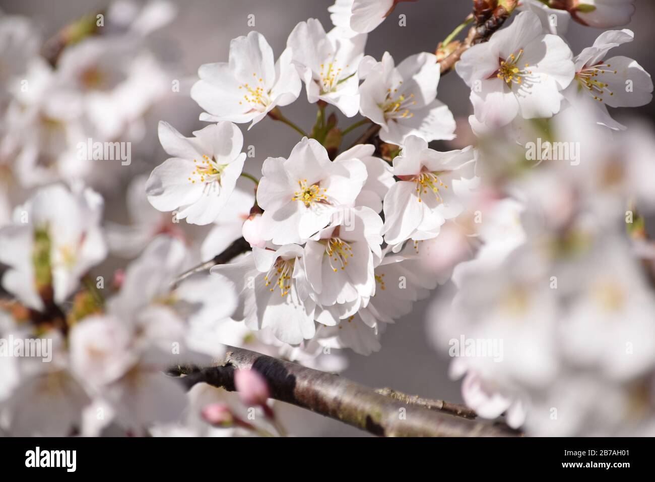 Cherry Blossom Close Up Banque D'Images
