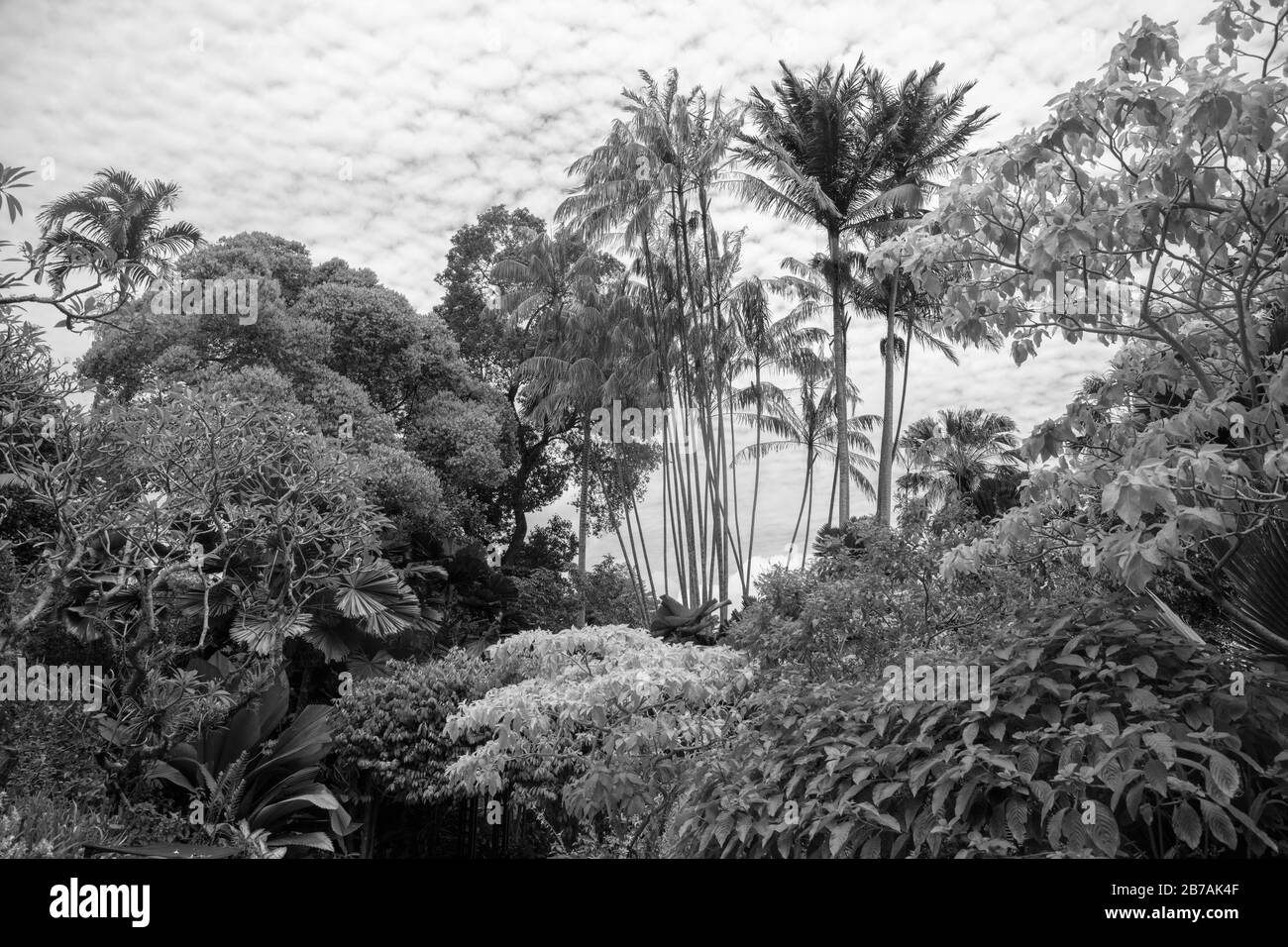 Arbres vus dans le jardin botanique de Singapour. Banque D'Images