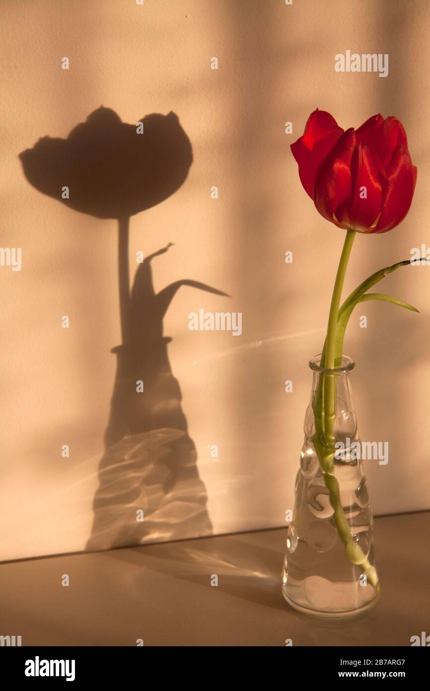 Ombre de la fleur de tulipe sur le mur Photo Stock - Alamy