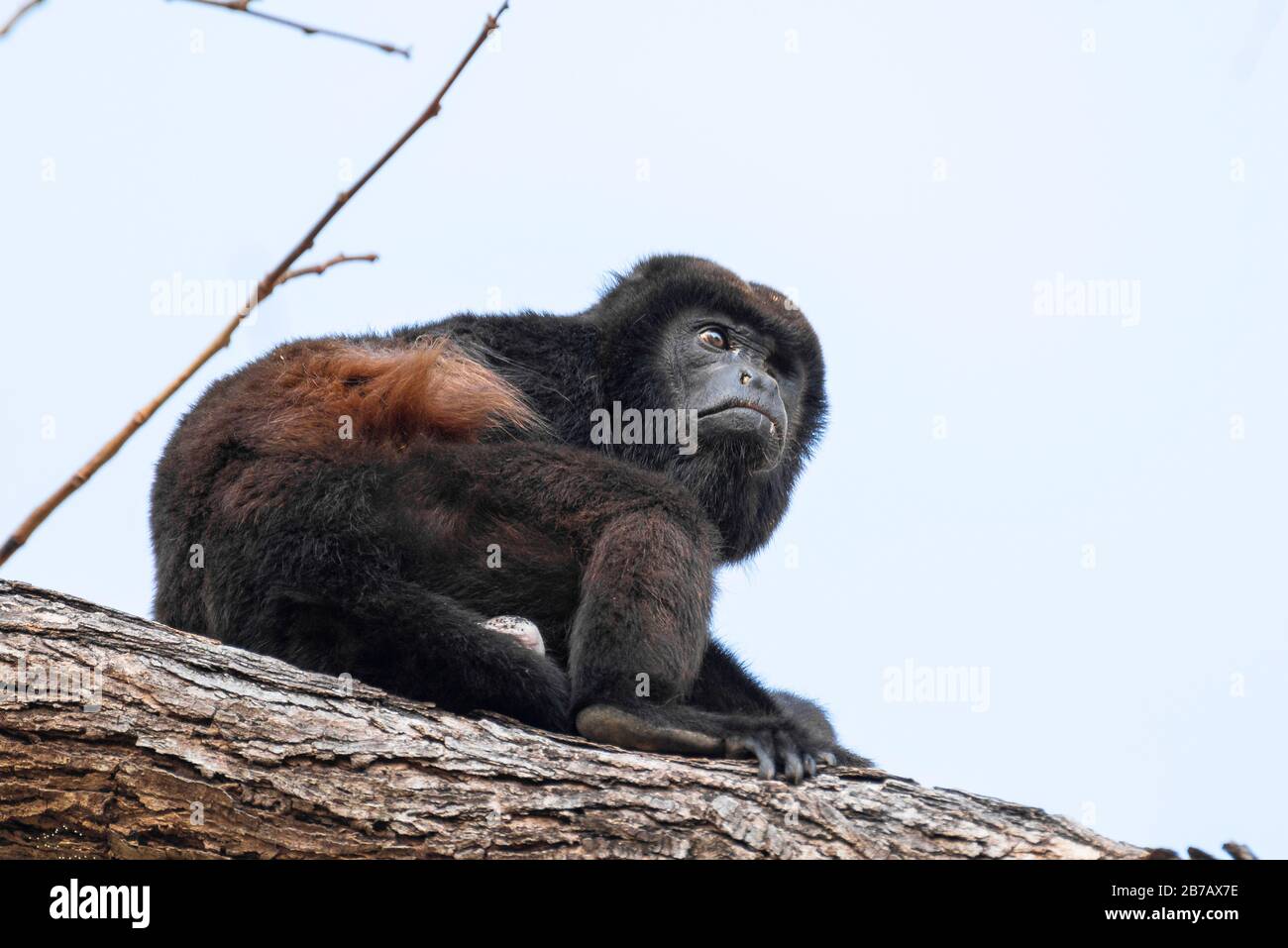 Azuero hurler singe regardant dehors sur une branche d'arbre Banque D'Images