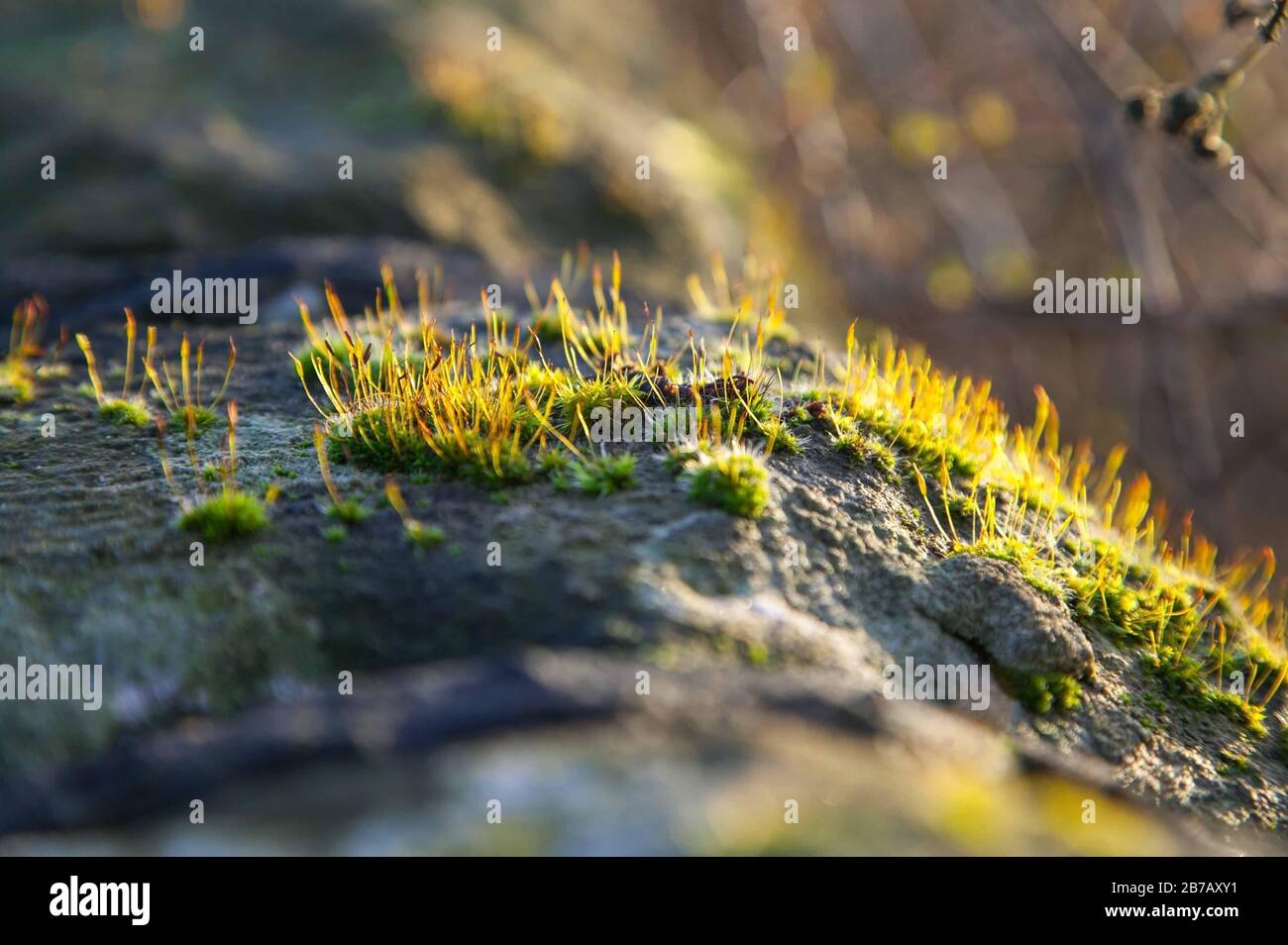 Point de riz sur rocher Banque D'Images