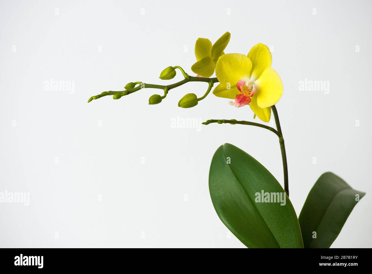 Macro photographie de pétales d'une orchidée florissante phalaenopsis isolée sur fond blanc. Banque D'Images