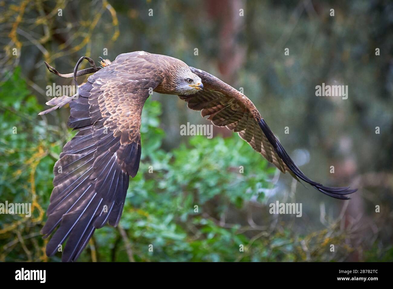 Black Kite en vol (Milvus migrans) Falconry Banque D'Images